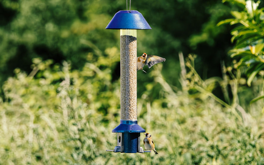 Bird Feeding Collection