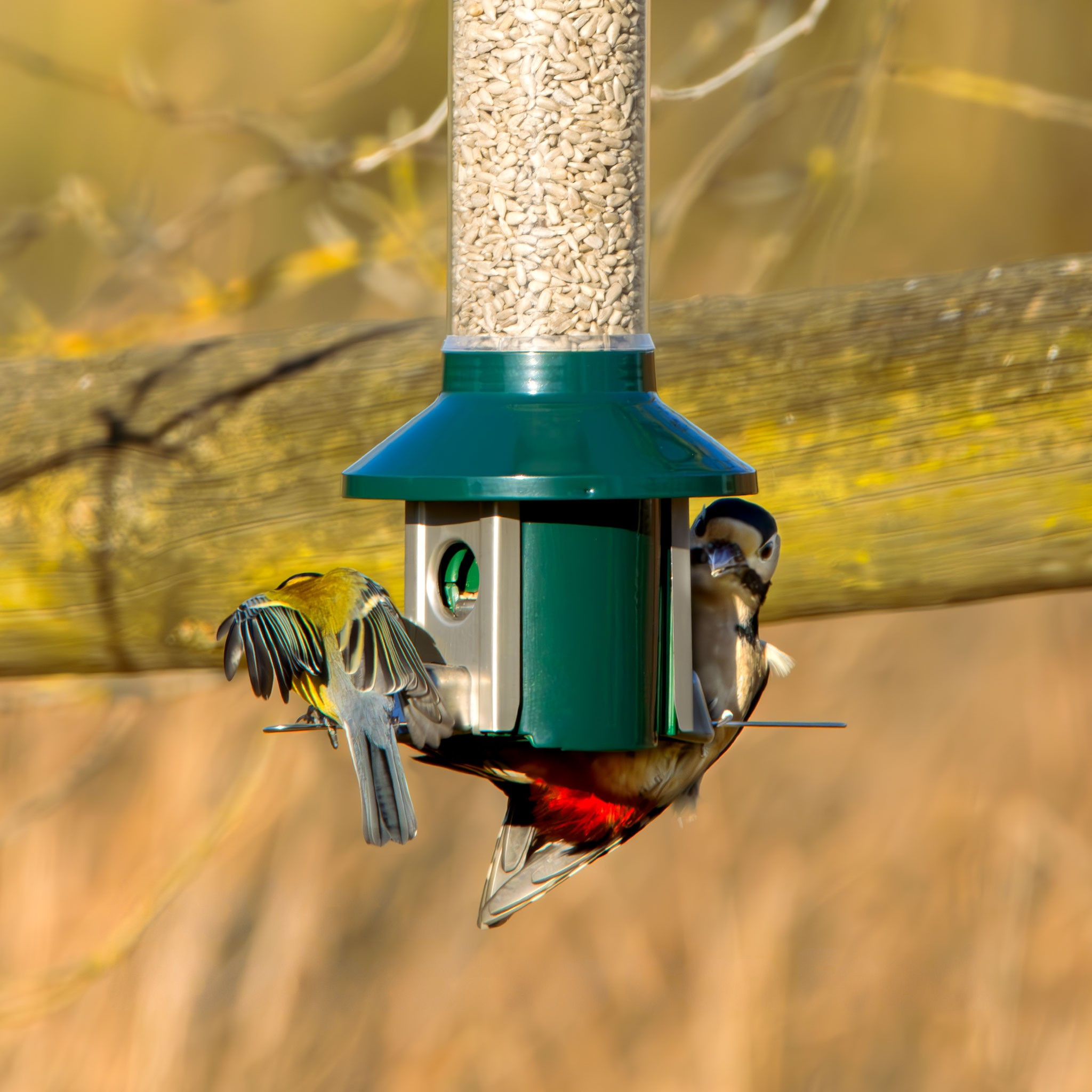 Roamwild PestOff Squirrel Proof Bird Feeder 2.0 For Mixed Seed/Sunflower Hearts