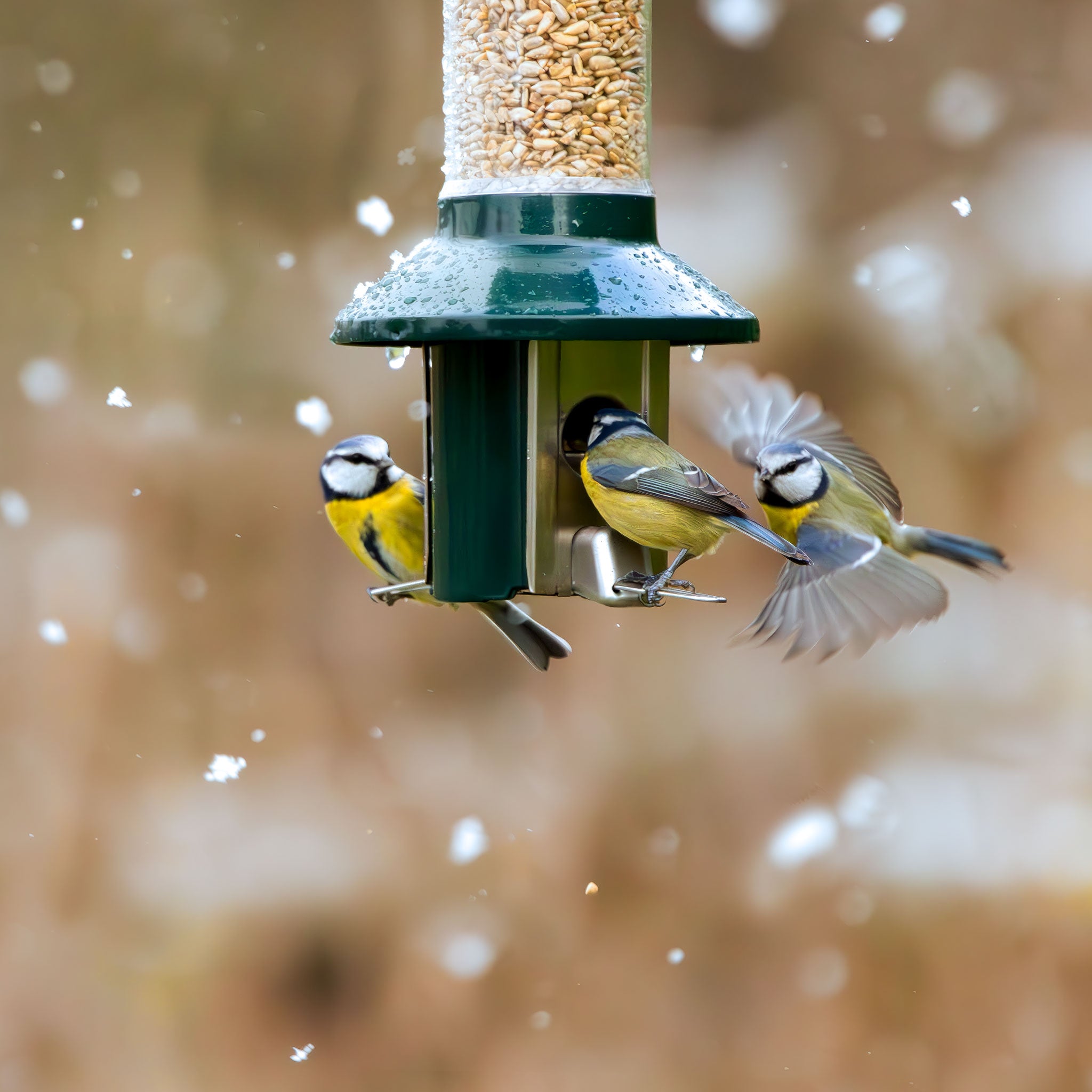 Roamwild PestOff Eekhoornbestendige Voederbak voor Vogels - Compact