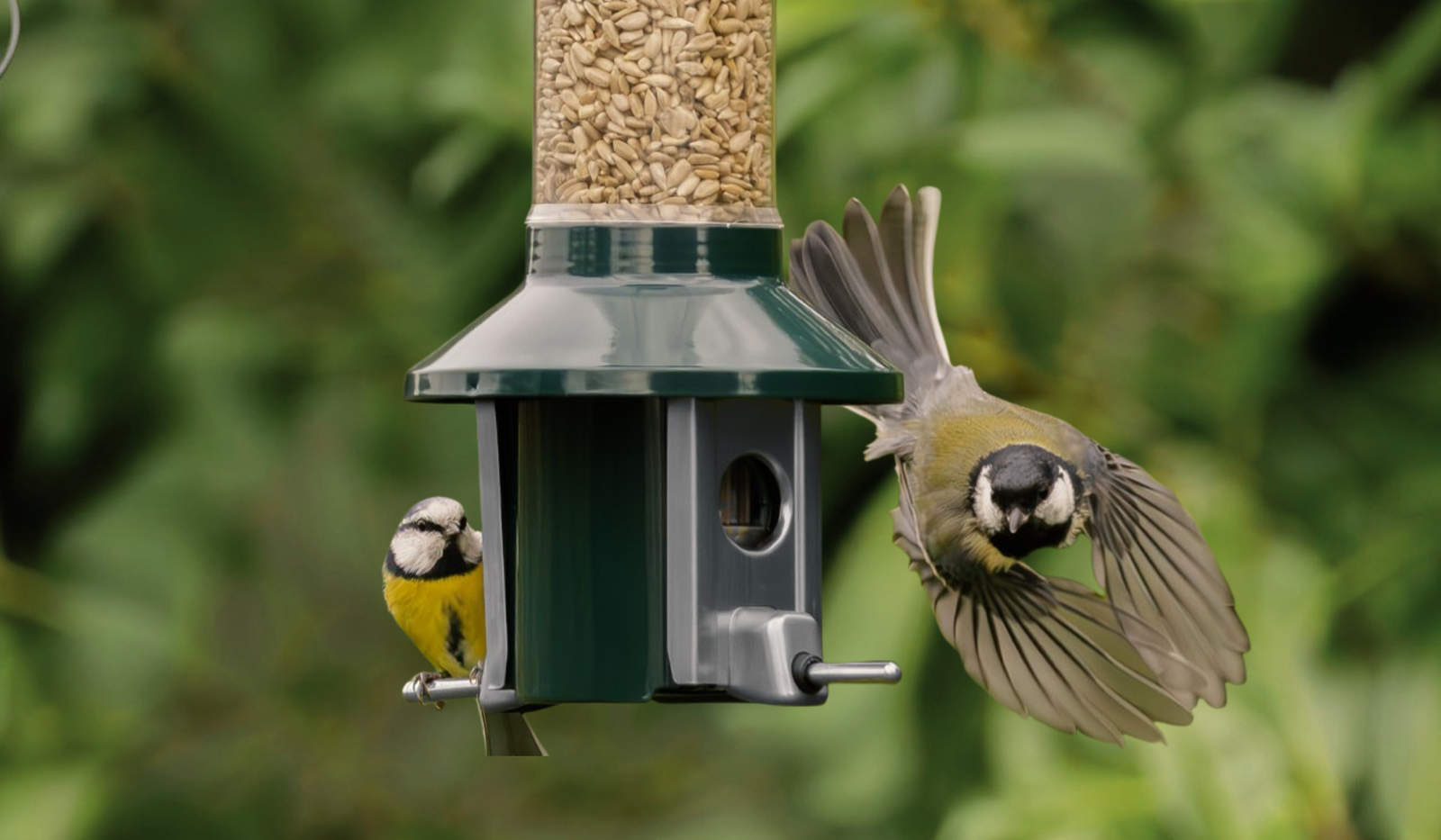 Bird feeder hero image