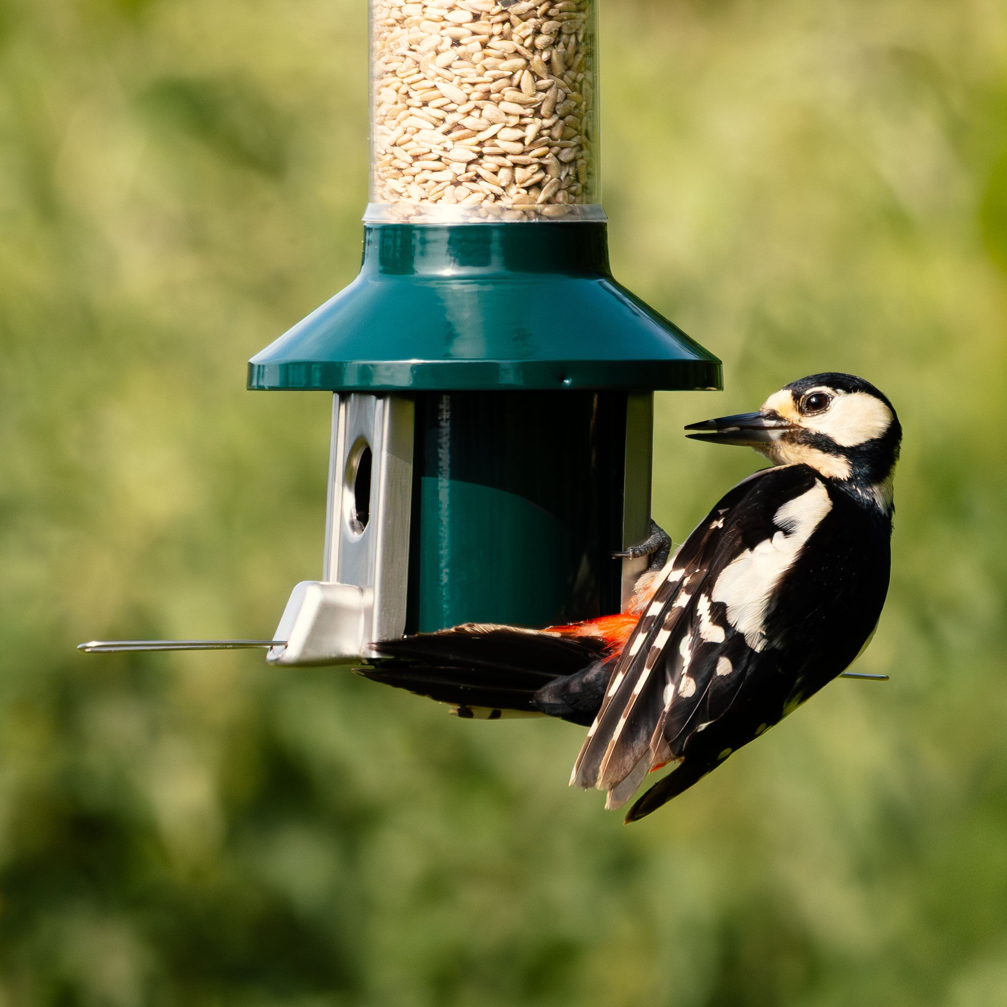 Roamwild PestOff Eichhörnchensicherer Vogelfutterspender 2.0 für gemischte Samen/Sonnenblumenherzen